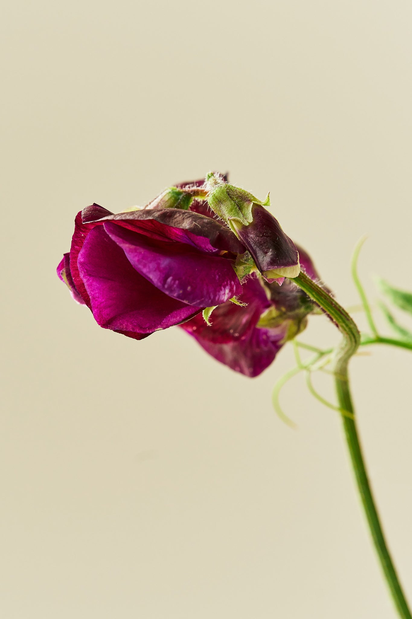 Ærteblomst 'Grandiflora Matucane' - frø - 1-årige sommerblomster - til din skærehave her vist på billede 7 fra Frk. Grønt