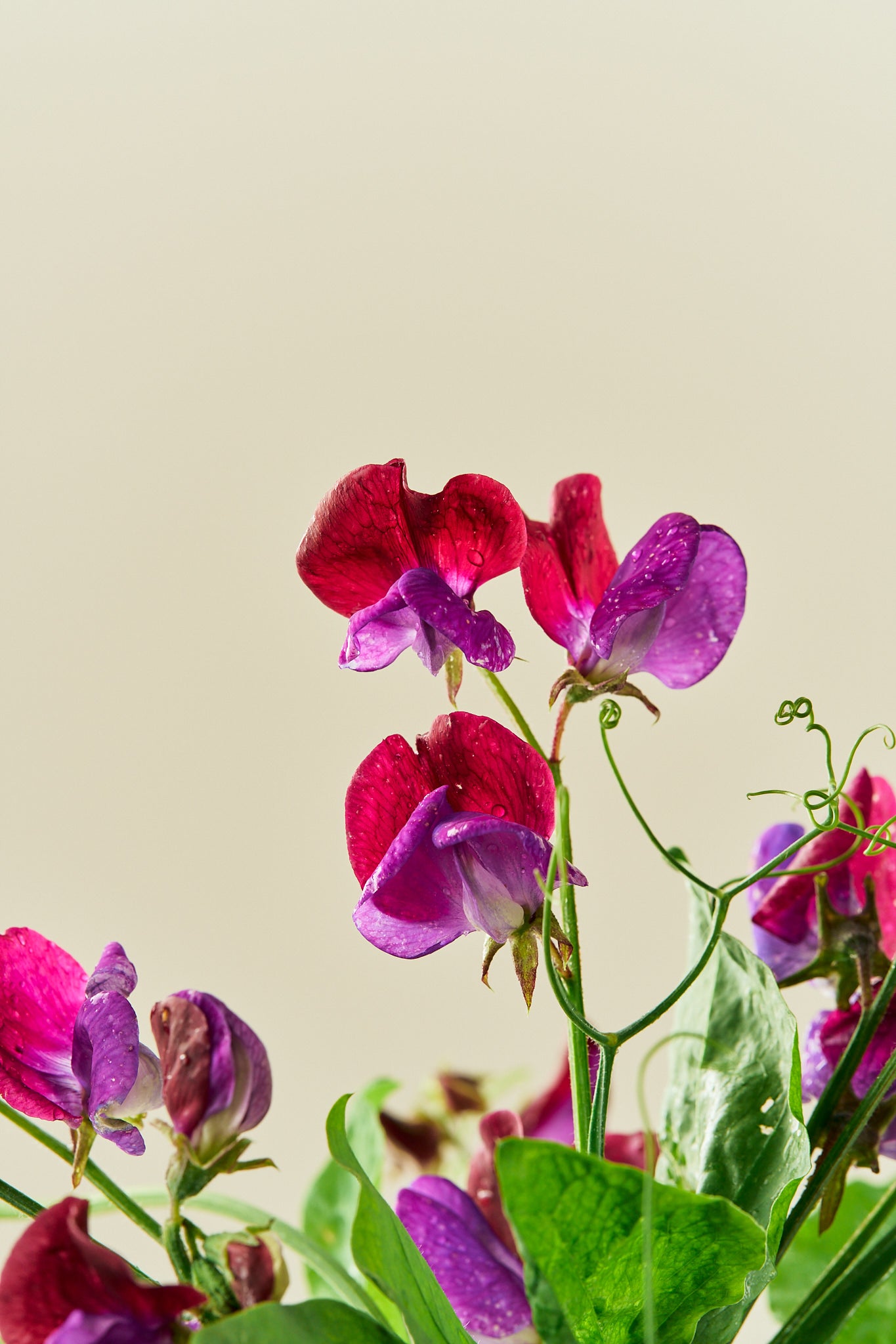 Ærteblomst 'Grandiflora Matucane' - frø - 1-årige sommerblomster - til din skærehave her vist på billede 8 fra Frk. Grønt