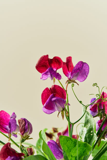 Ærteblomst 'Grandiflora Matucane' - frø - 1-årige sommerblomster - til din skærehave her vist på billede 8 fra Frk. Grønt