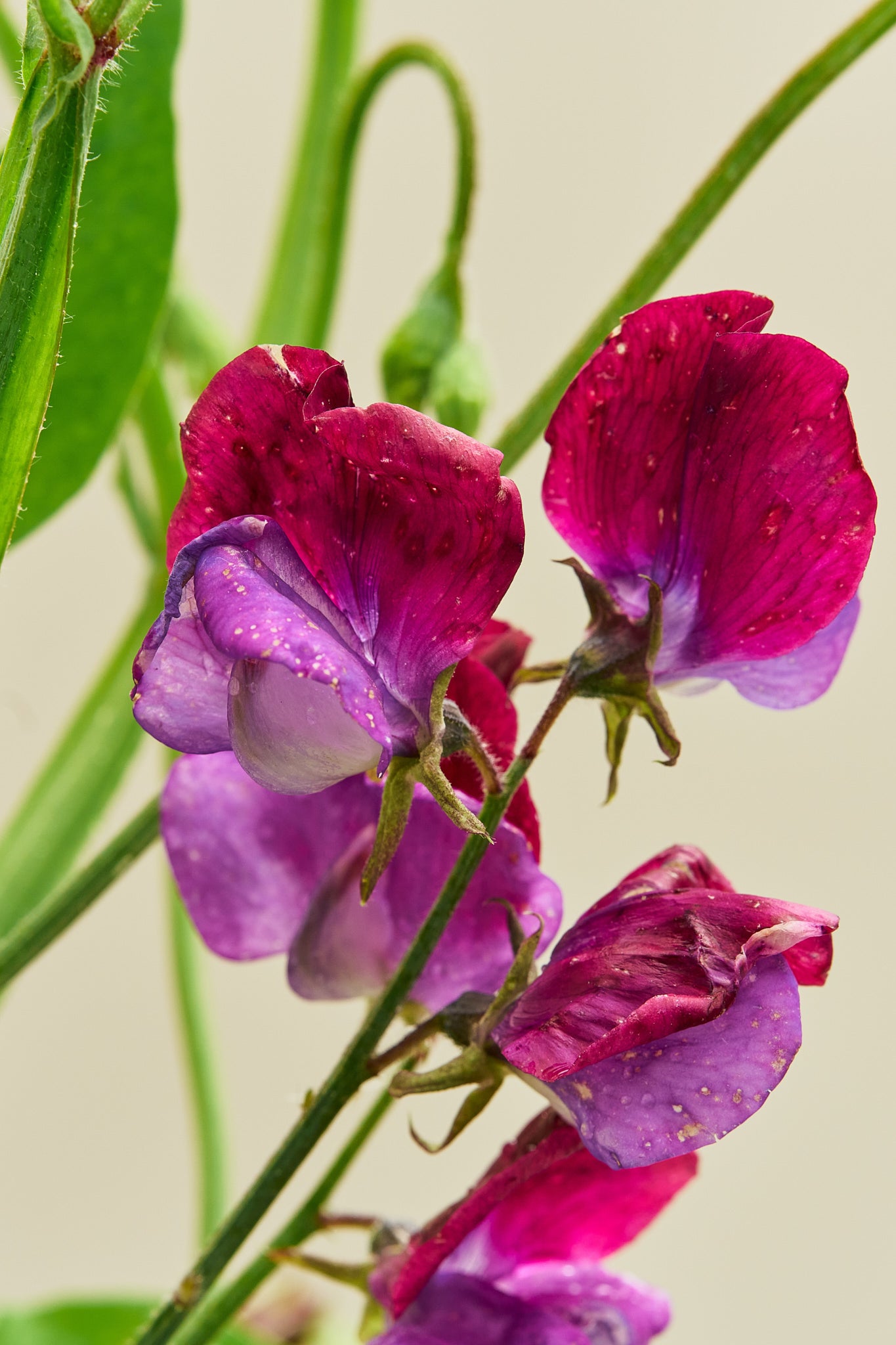 Ærteblomst 'Grandiflora Matucane' - frø - 1-årige sommerblomster - til din skærehave her vist på billede 9 fra Frk. Grønt