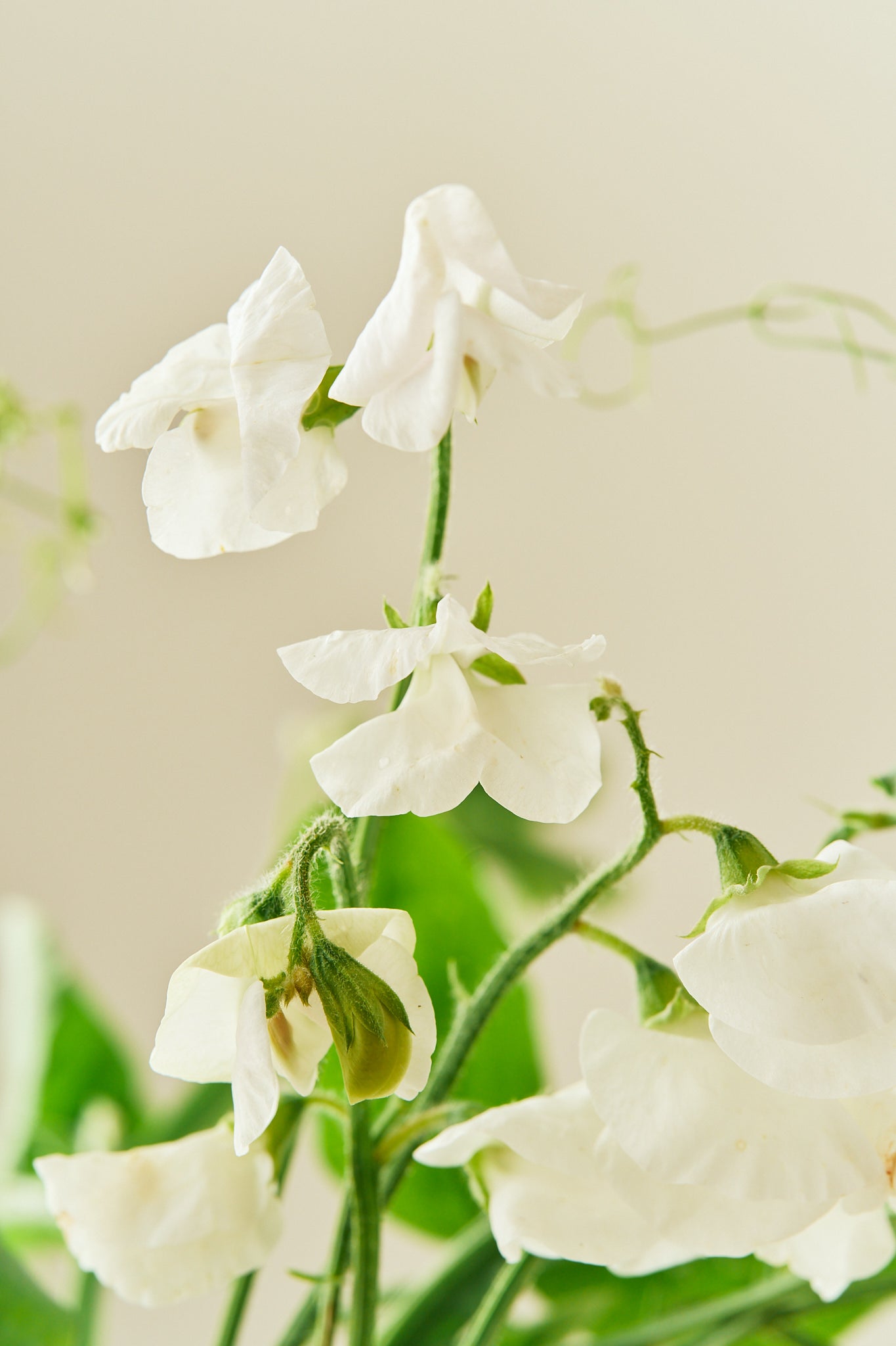 Ærteblomst 'Spencer Royal Wedding' - frø - 1-årige sommerblomster - til din skærehave her vist på billede 1 fra Frk. Grønt