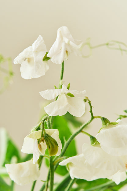 Ærteblomst 'Spencer Royal Wedding' - frø - 1-årige sommerblomster - til din skærehave her vist på billede 1 fra Frk. Grønt