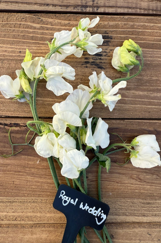 Ærteblomst 'Spencer Royal Wedding' - frø - 1-årige sommerblomster - til din skærehave her vist på billede 2 fra Frk. Grønt