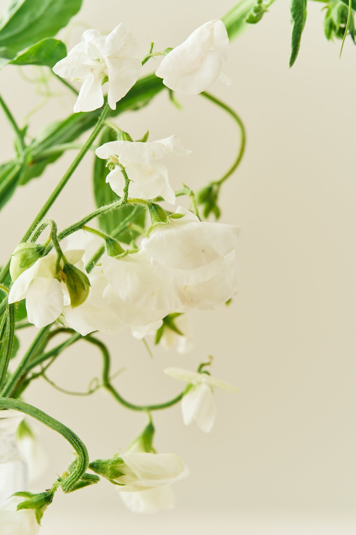 Ærteblomst 'Spencer Royal Wedding' - frø - 1-årige sommerblomster - til din skærehave her vist på billede 3 fra Frk. Grønt