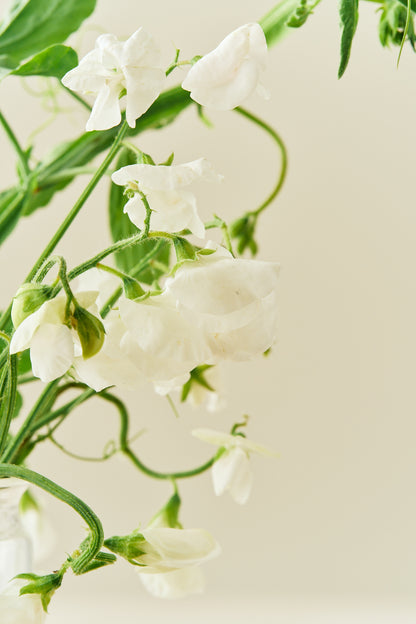 Ærteblomst 'Spencer Royal Wedding' - frø - 1-årige sommerblomster - til din skærehave her vist på billede 3 fra Frk. Grønt