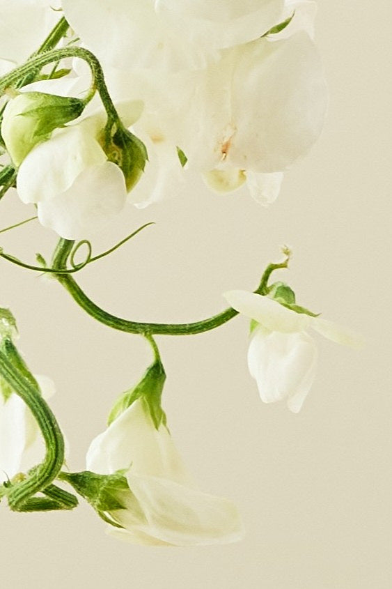 Ærteblomst 'Spencer Royal Wedding' - frø - 1-årige sommerblomster - til din skærehave her vist på billede 4 fra Frk. Grønt