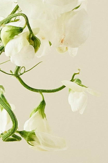 Ærteblomst 'Spencer Royal Wedding' - frø - 1-årige sommerblomster - til din skærehave her vist på billede 4 fra Frk. Grønt