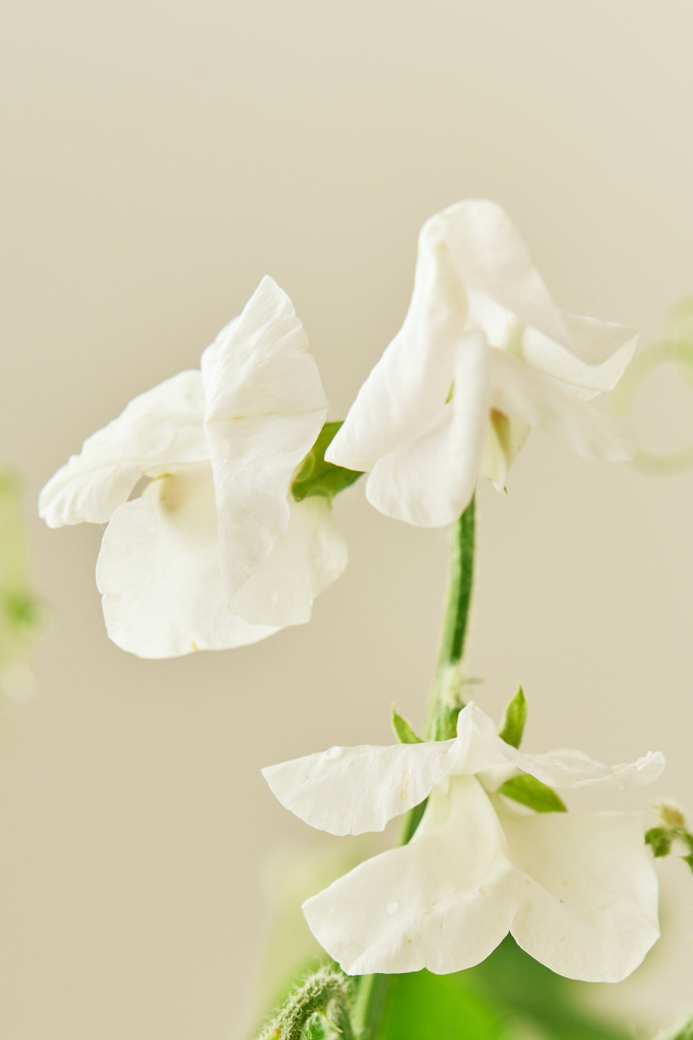 Ærteblomst 'Spencer Royal Wedding' - frø - 1-årige sommerblomster - til din skærehave her vist på billede 5 fra Frk. Grønt