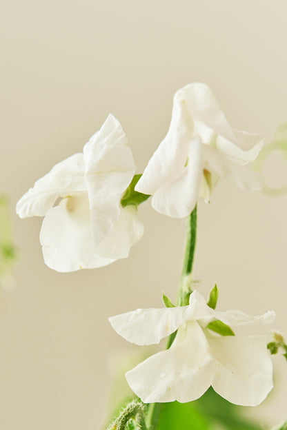 Ærteblomst 'Spencer Royal Wedding' - frø - 1-årige sommerblomster - til din skærehave her vist på billede 5 fra Frk. Grønt