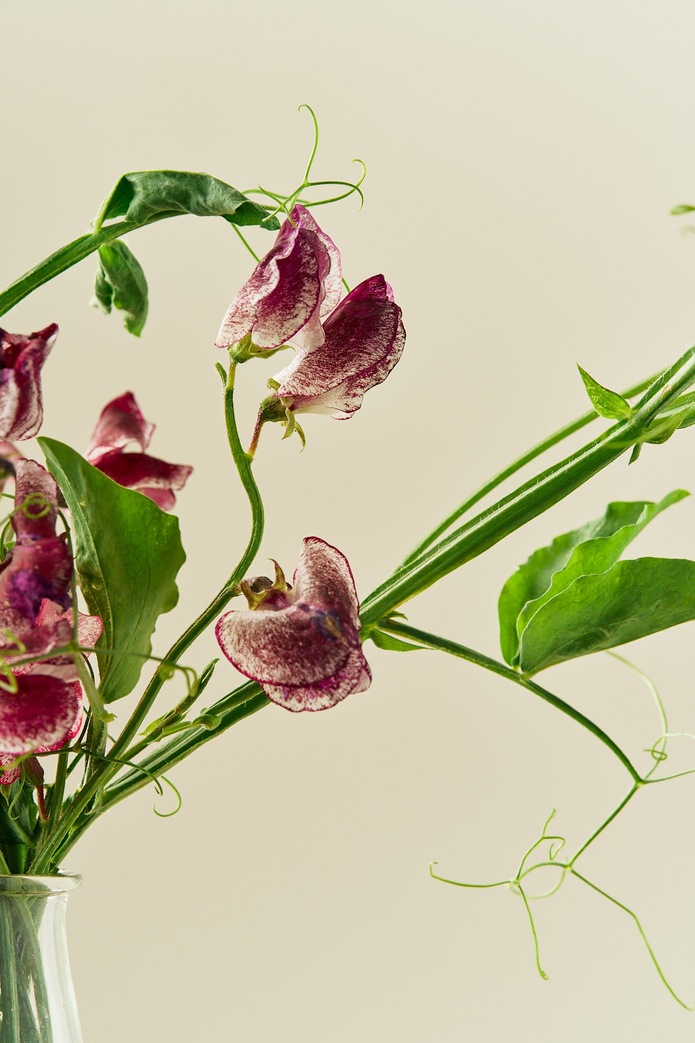 Ærteblomst 'Spencer Wiltshire Ripple' - frø - 1-årige sommerblomster - til din skærehave her vist på billede 1 fra Frk. Grønt