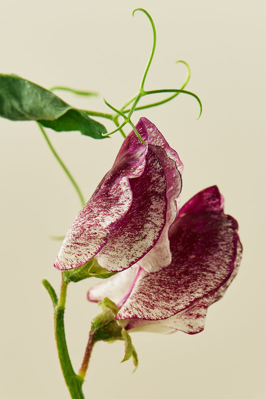 Ærteblomst 'Spencer Wiltshire Ripple' - frø - 1-årige sommerblomster - til din skærehave her vist på billede 2 fra Frk. Grønt