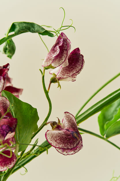 Ærteblomst 'Spencer Wiltshire Ripple' - frø - 1-årige sommerblomster - til din skærehave her vist på billede 3 fra Frk. Grønt