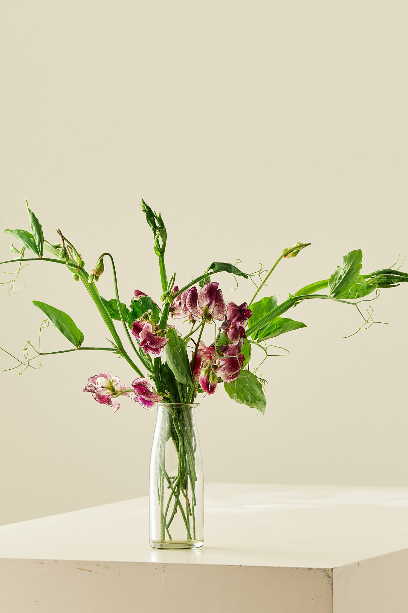 Ærteblomst 'Spencer Wiltshire Ripple' - frø - 1-årige sommerblomster - til din skærehave her vist på billede 4 fra Frk. Grønt