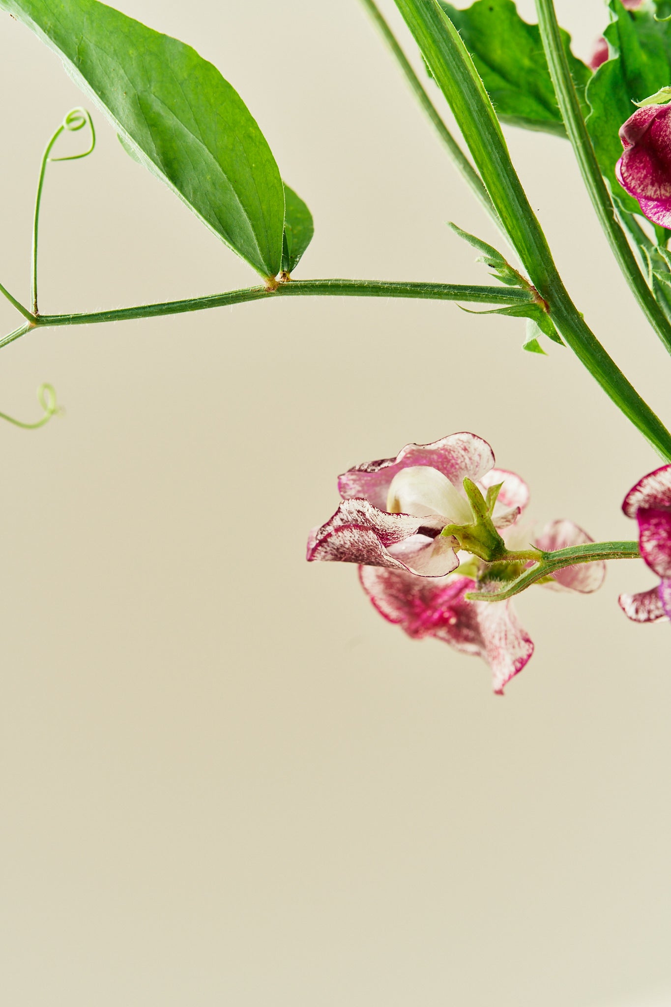 Ærteblomst 'Spencer Wiltshire Ripple' - frø - 1-årige sommerblomster - til din skærehave her vist på billede 5 fra Frk. Grønt