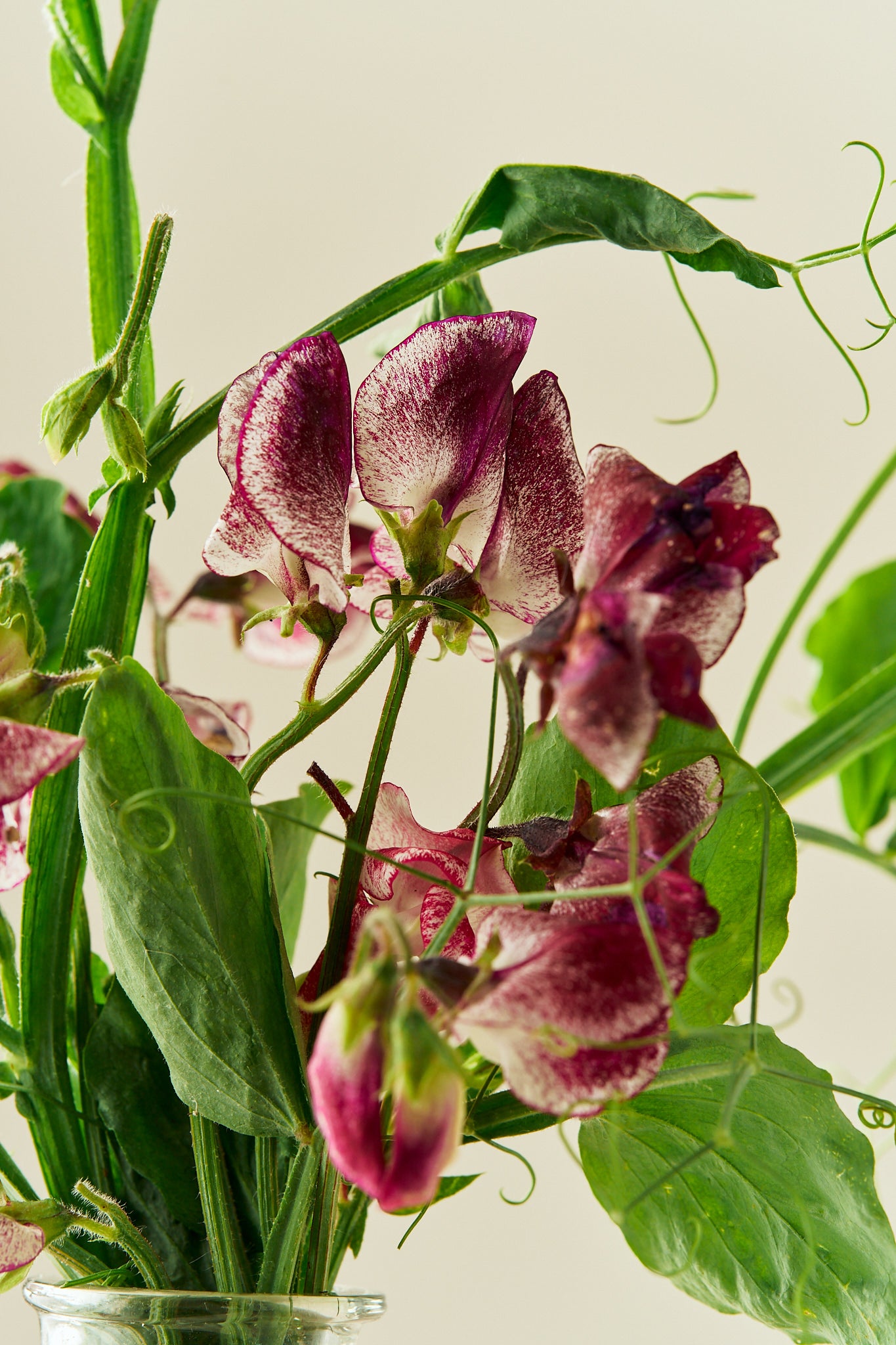 Ærteblomst 'Spencer Wiltshire Ripple' - frø - 1-årige sommerblomster - til din skærehave her vist på billede 6 fra Frk. Grønt