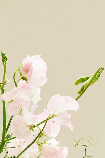 Ærteblomst 'Spring Sunshine Blush' - frø - 1-årige sommerblomster - til din skærehave her vist på billede 1 fra Frk. Grønt