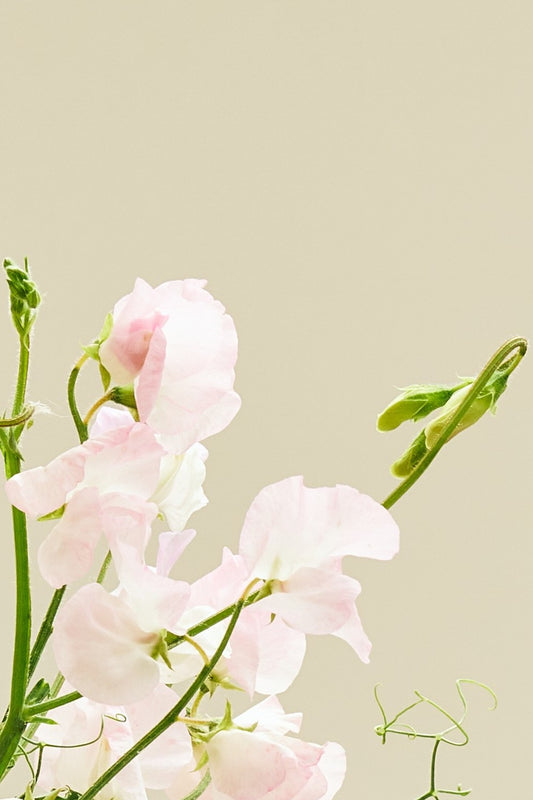 Ærteblomst 'Spring Sunshine Blush' - frø - 1-årige sommerblomster - til din skærehave her vist på billede 1 fra Frk. Grønt