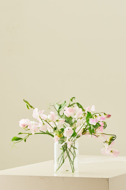 Ærteblomst 'Spring Sunshine Blush' - frø - 1-årige sommerblomster - til din skærehave her vist på billede 2 fra Frk. Grønt