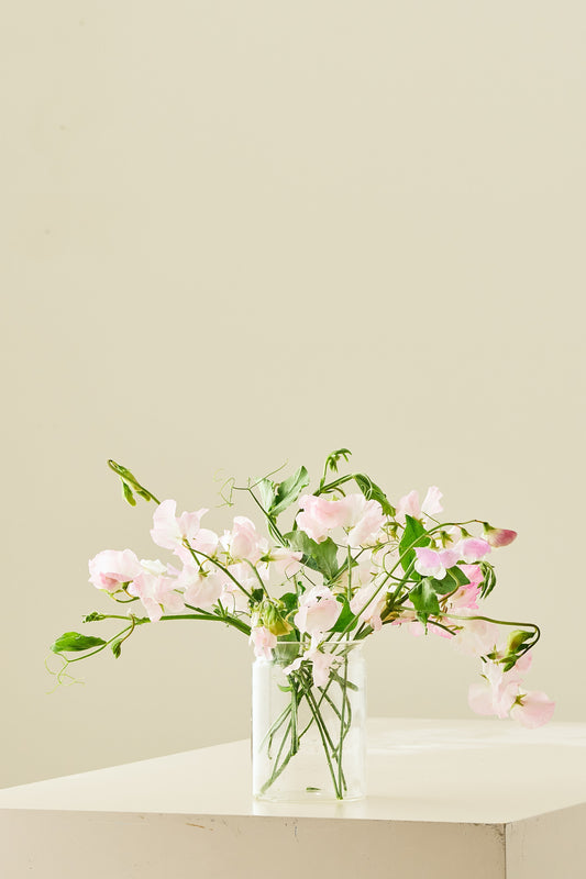 Ærteblomst 'Spring Sunshine Blush' - frø - 1-årige sommerblomster - til din skærehave her vist på billede 2 fra Frk. Grønt