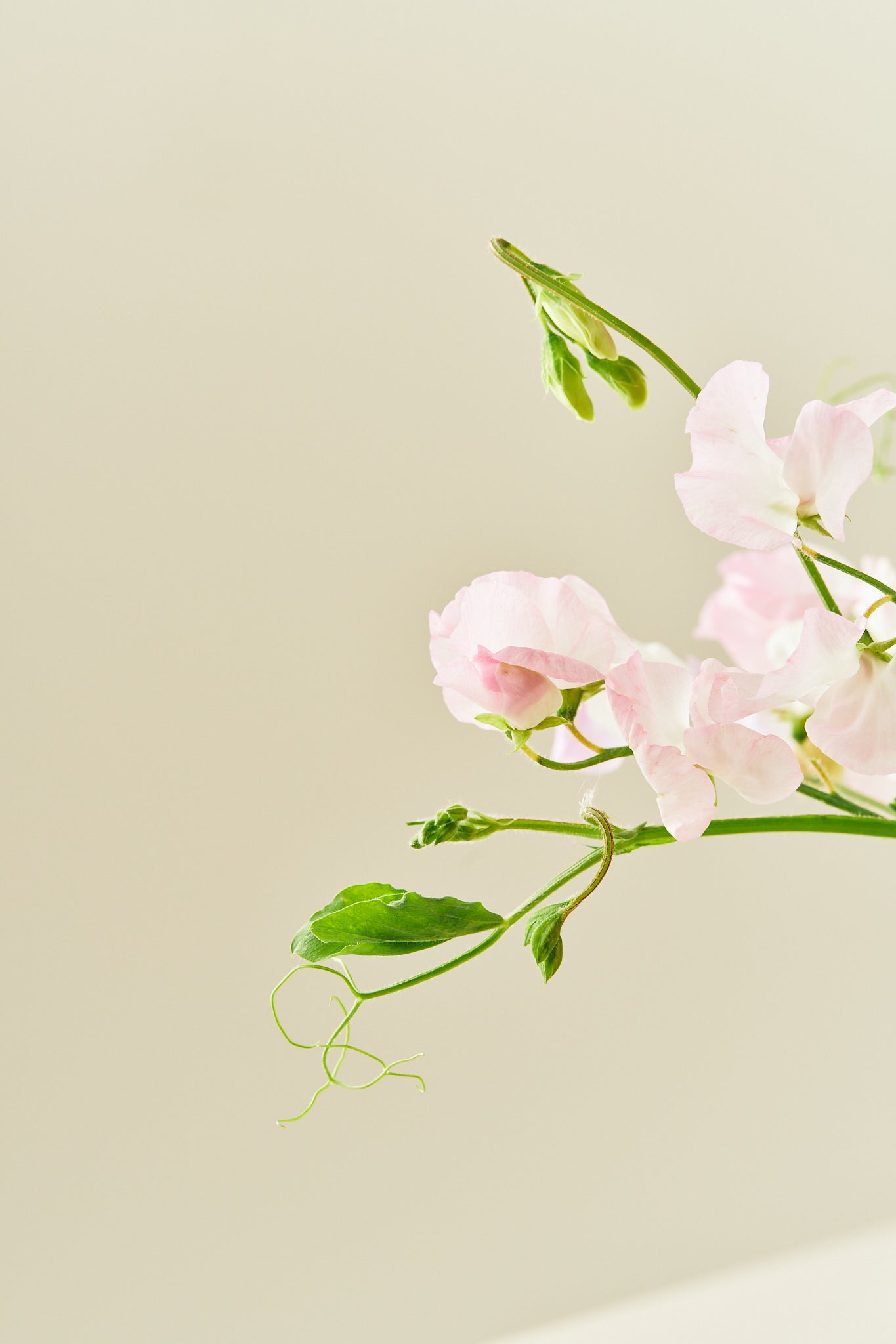 Ærteblomst 'Spring Sunshine Blush' - frø - 1-årige sommerblomster - til din skærehave her vist på billede 3 fra Frk. Grønt
