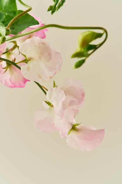 Ærteblomst 'Spring Sunshine Blush' - frø - 1-årige sommerblomster - til din skærehave her vist på billede 4 fra Frk. Grønt