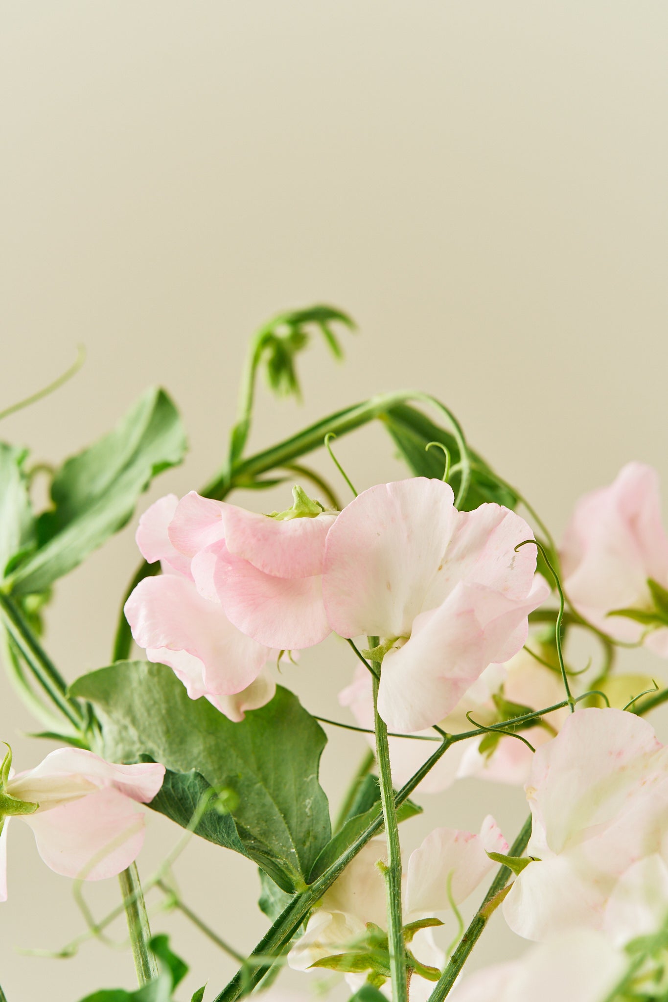 Ærteblomst 'Spring Sunshine Blush' - frø - 1-årige sommerblomster - til din skærehave her vist på billede 5 fra Frk. Grønt