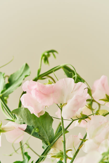 Ærteblomst 'Spring Sunshine Blush' - frø - 1-årige sommerblomster - til din skærehave her vist på billede 5 fra Frk. Grønt
