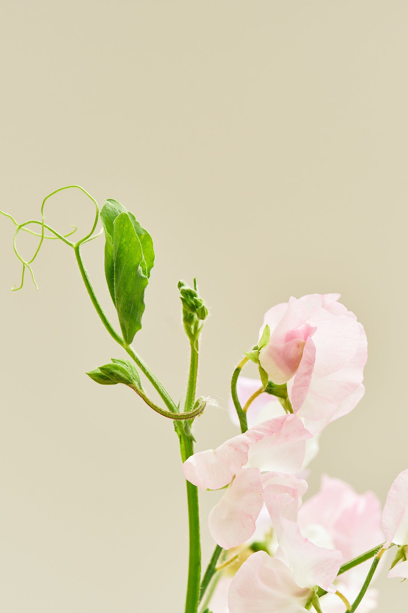 Ærteblomst 'Spring Sunshine Blush' - frø - 1-årige sommerblomster - til din skærehave her vist på billede 6 fra Frk. Grønt