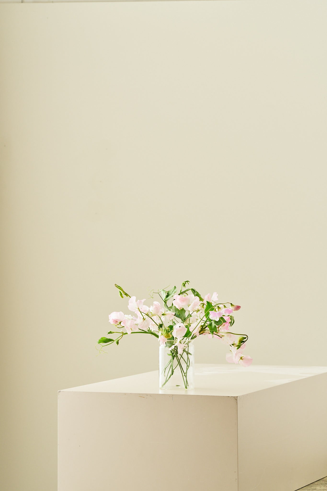 Ærteblomst 'Spring Sunshine Blush' - frø - 1-årige sommerblomster - til din skærehave her vist på billede 7 fra Frk. Grønt