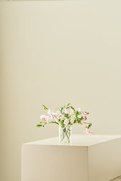 Ærteblomst 'Spring Sunshine Blush' - frø - 1-årige sommerblomster - til din skærehave her vist på billede 7 fra Frk. Grønt