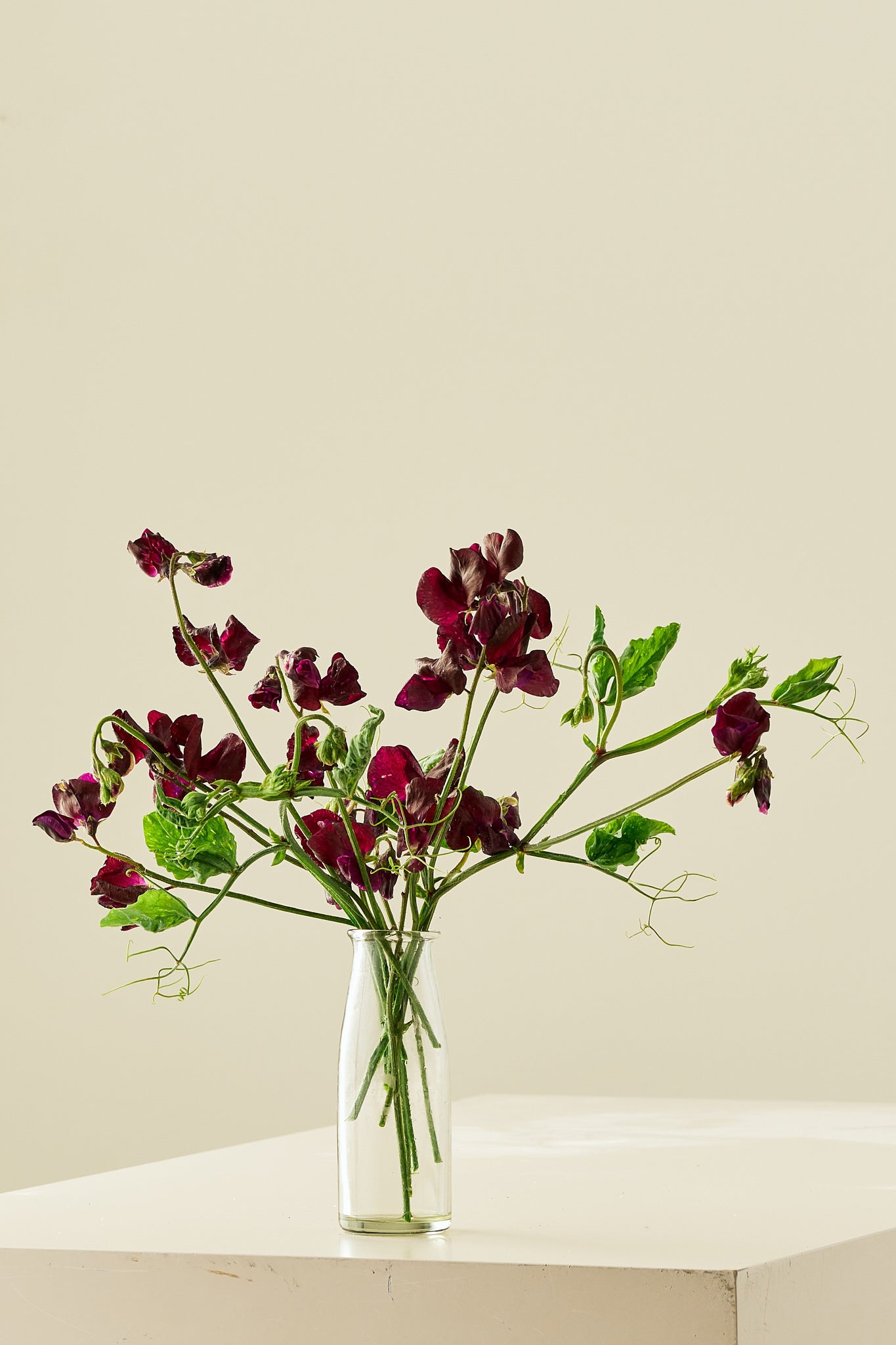 Ærteblomst 'Spring Sunshine Burgundy' - frø - 1-årige sommerblomster - til din skærehave her vist på billede 1 fra Frk. Grønt