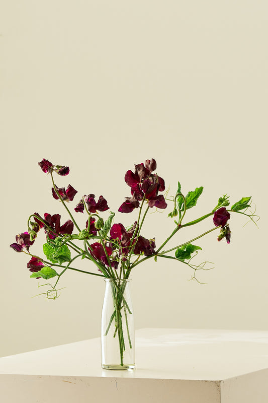 Ærteblomst 'Spring Sunshine Burgundy' - frø - 1-årige sommerblomster - til din skærehave her vist på billede 1 fra Frk. Grønt