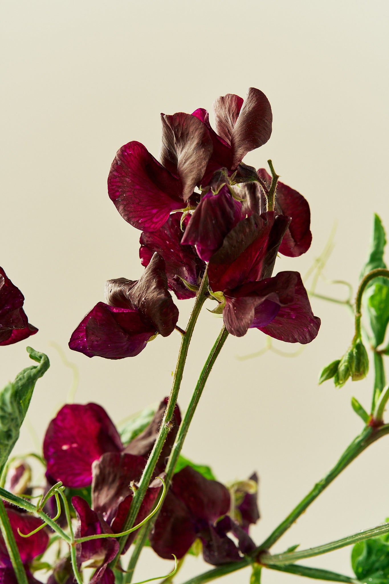 Ærteblomst 'Spring Sunshine Burgundy' - frø - 1-årige sommerblomster - til din skærehave her vist på billede 2 fra Frk. Grønt