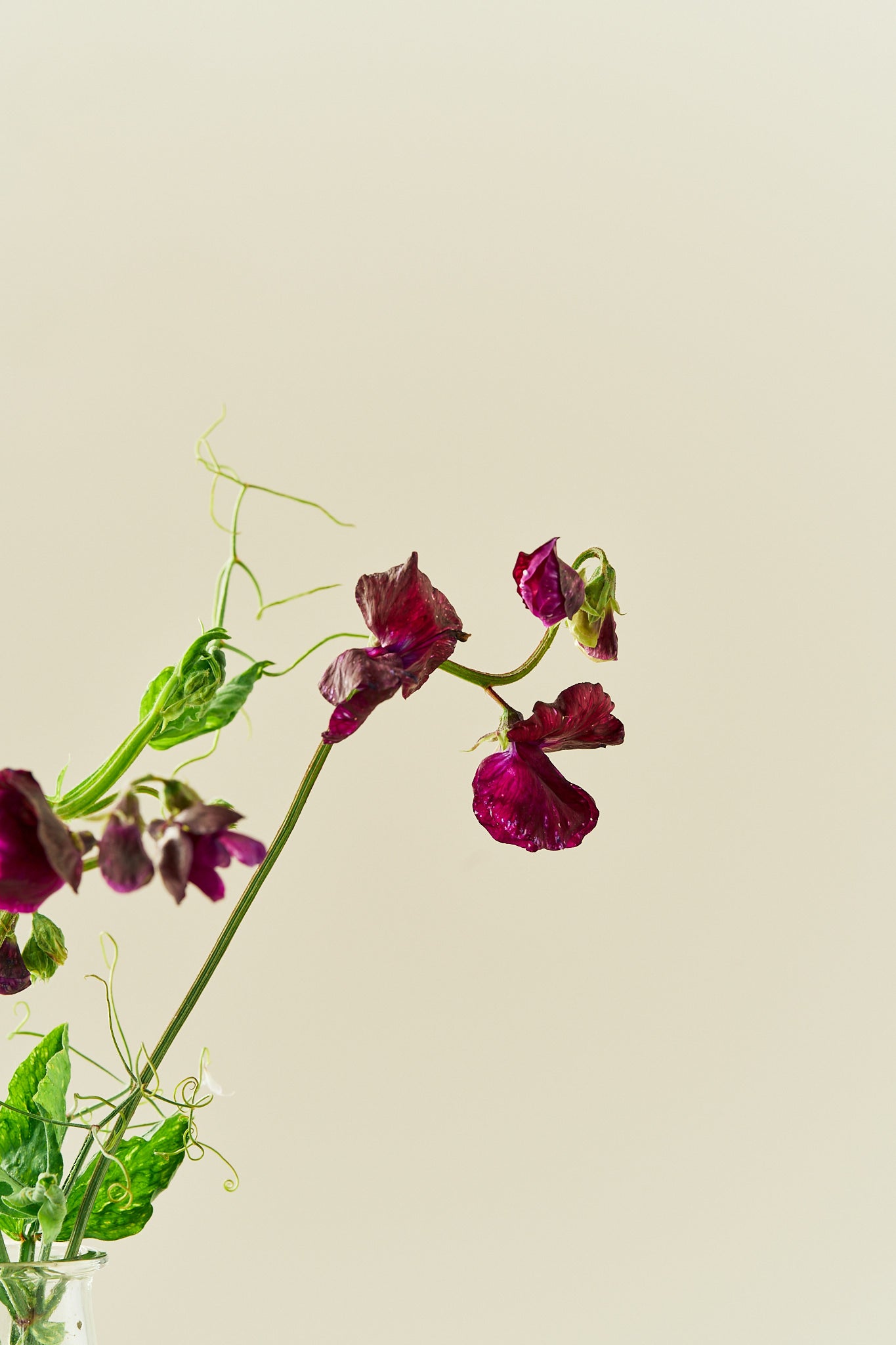 Ærteblomst 'Spring Sunshine Burgundy' - frø - 1-årige sommerblomster - til din skærehave her vist på billede 3 fra Frk. Grønt