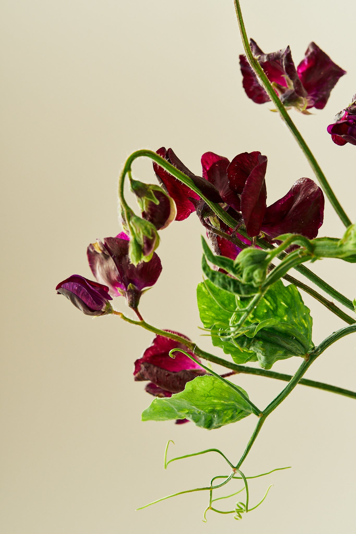 Ærteblomst 'Spring Sunshine Burgundy' - frø - 1-årige sommerblomster - til din skærehave her vist på billede 4 fra Frk. Grønt