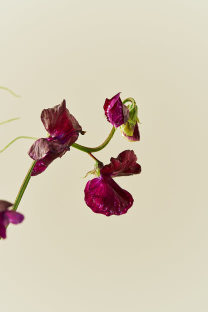 Ærteblomst 'Spring Sunshine Burgundy' - frø - 1-årige sommerblomster - til din skærehave her vist på billede 5 fra Frk. Grønt