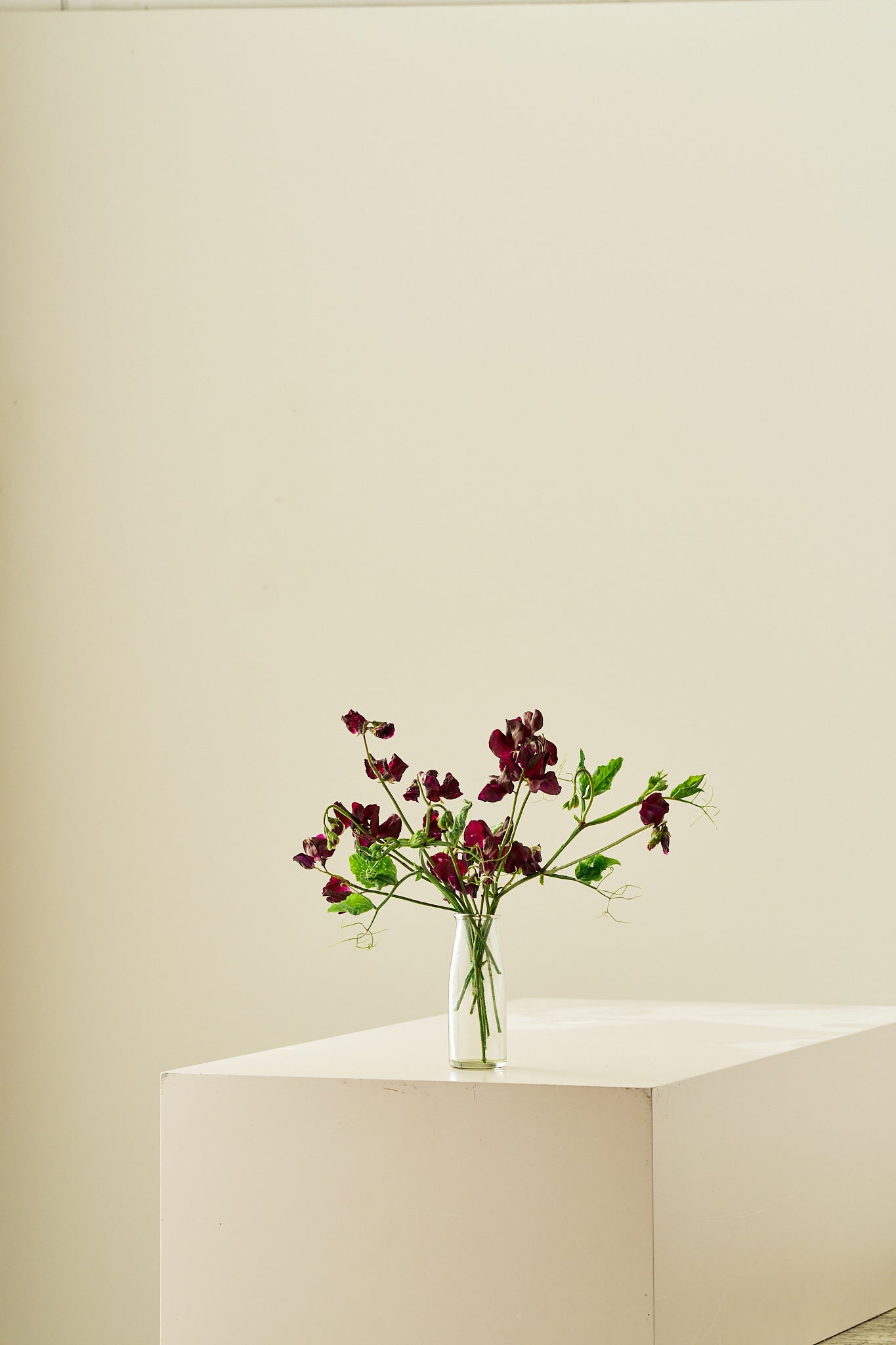 Ærteblomst 'Spring Sunshine Burgundy' - frø - 1-årige sommerblomster - til din skærehave her vist på billede 6 fra Frk. Grønt