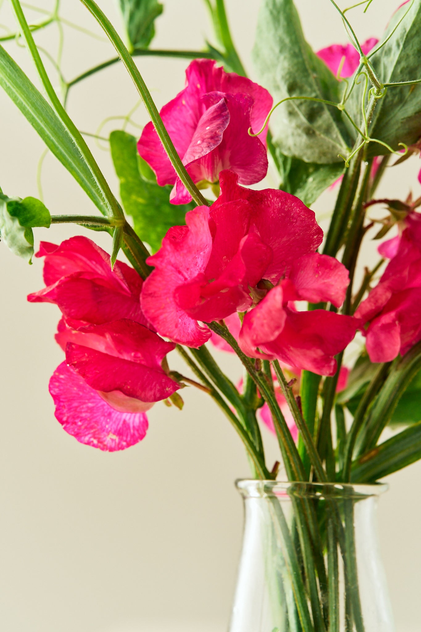 Ærteblomst 'Spring Sunshine Cerise' - frø - 1-årige sommerblomster - til din skærehave her vist på billede 1 fra Frk. Grønt
