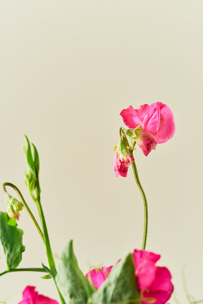 Ærteblomst 'Spring Sunshine Cerise' - frø - 1-årige sommerblomster - til din skærehave her vist på billede 2 fra Frk. Grønt