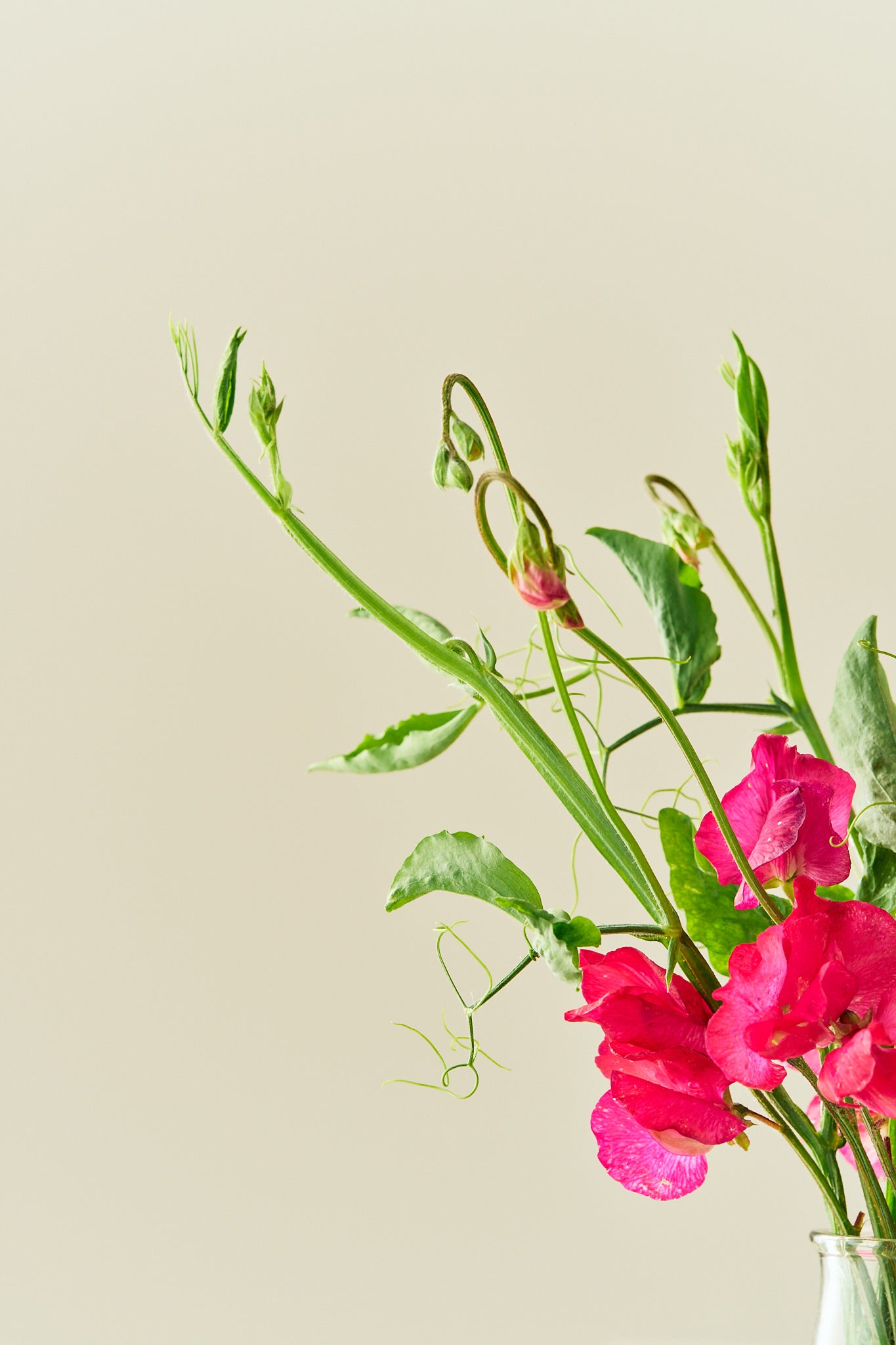 Ærteblomst 'Spring Sunshine Cerise' - frø - 1-årige sommerblomster - til din skærehave her vist på billede 3 fra Frk. Grønt