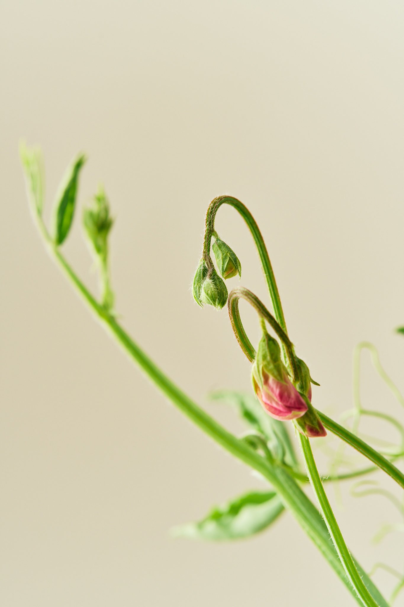 Ærteblomst 'Spring Sunshine Cerise' - frø - 1-årige sommerblomster - til din skærehave her vist på billede 4 fra Frk. Grønt