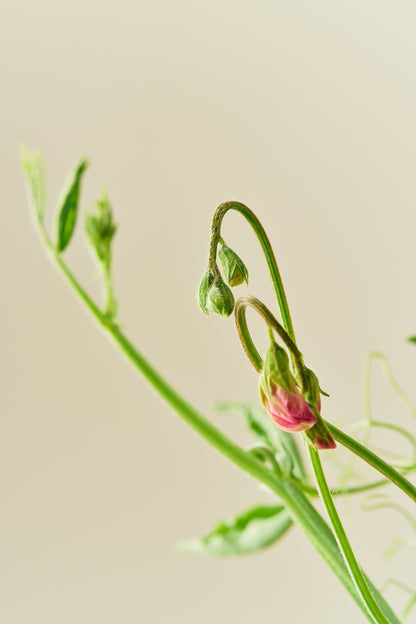 Ærteblomst 'Spring Sunshine Cerise' - frø - 1-årige sommerblomster - til din skærehave her vist på billede 4 fra Frk. Grønt