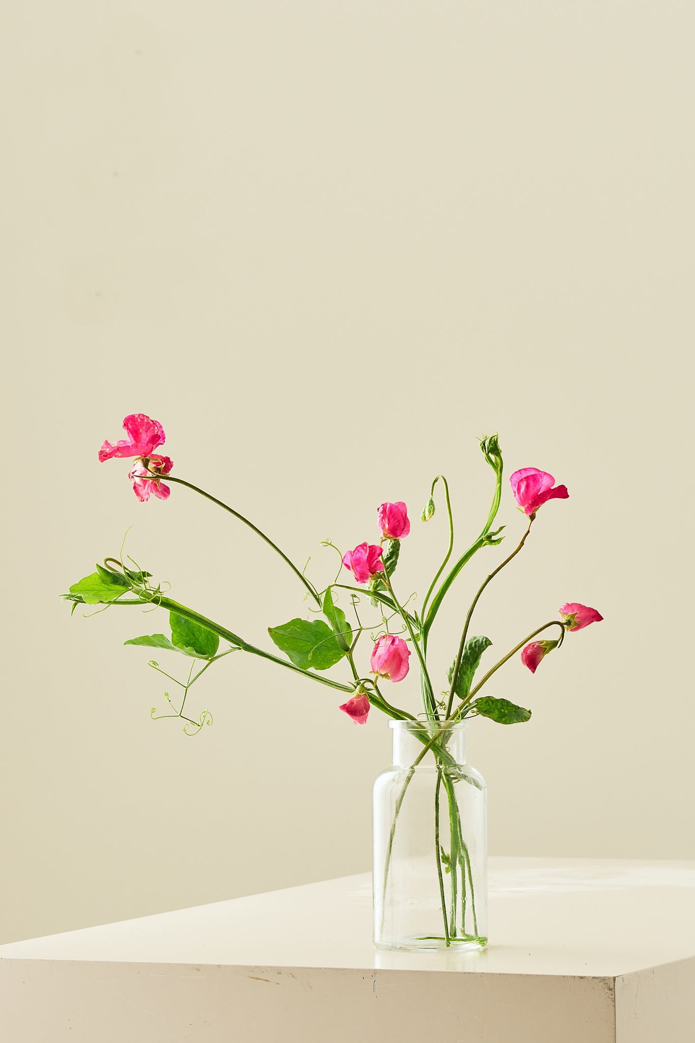 Ærteblomst 'Spring Sunshine Cerise' - frø - 1-årige sommerblomster - til din skærehave her vist på billede 5 fra Frk. Grønt