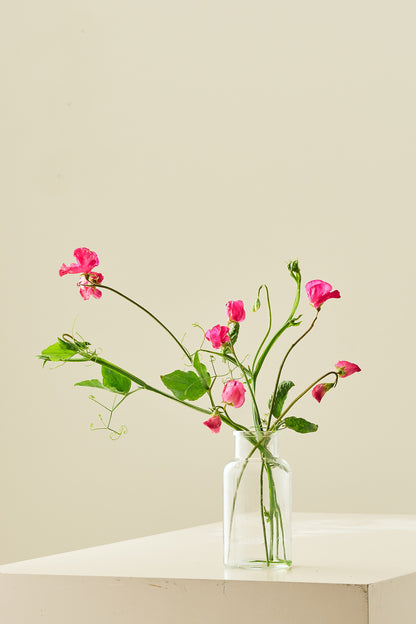 Ærteblomst 'Spring Sunshine Cerise' - frø - 1-årige sommerblomster - til din skærehave her vist på billede 5 fra Frk. Grønt