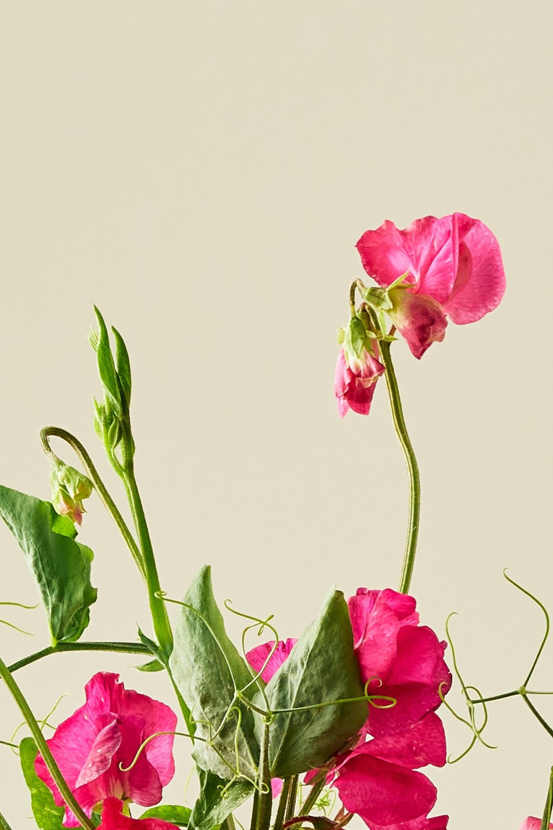 Ærteblomst 'Spring Sunshine Cerise' - frø - 1-årige sommerblomster - til din skærehave her vist på billede 6 fra Frk. Grønt