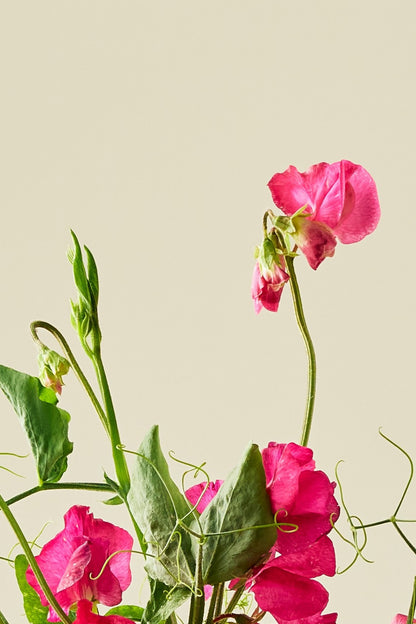 Ærteblomst 'Spring Sunshine Cerise' - frø - 1-årige sommerblomster - til din skærehave her vist på billede 6 fra Frk. Grønt