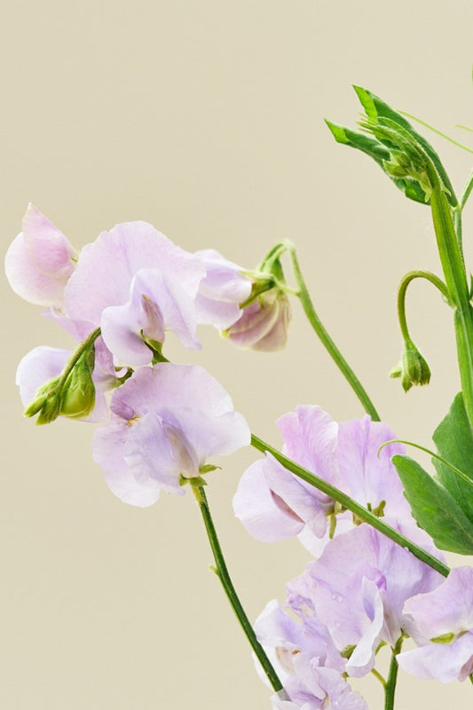 Ærteblomst 'Spring Sunshine Lilac' - frø - 1-årige sommerblomster - til din skærehave her vist på billede 1 fra Frk. Grønt