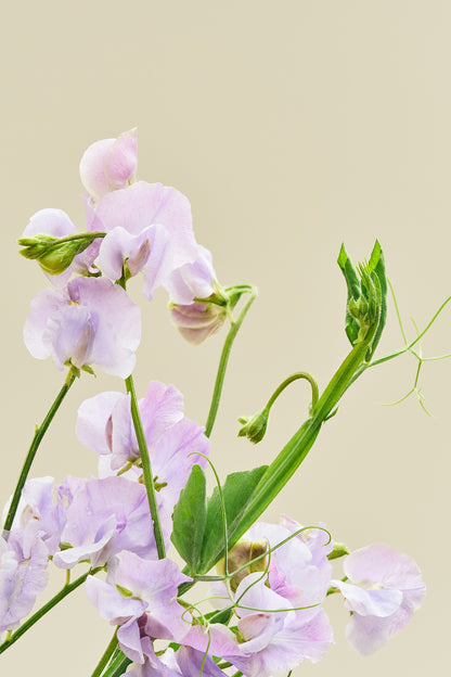 Ærteblomst 'Spring Sunshine Lilac' - frø - 1-årige sommerblomster - til din skærehave her vist på billede 2 fra Frk. Grønt