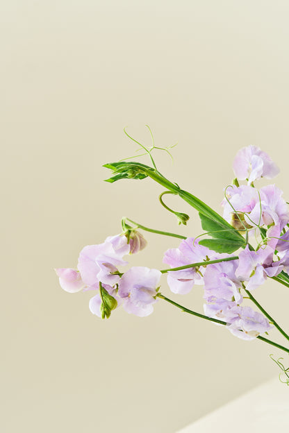 Ærteblomst 'Spring Sunshine Lilac' - frø - 1-årige sommerblomster - til din skærehave her vist på billede 3 fra Frk. Grønt