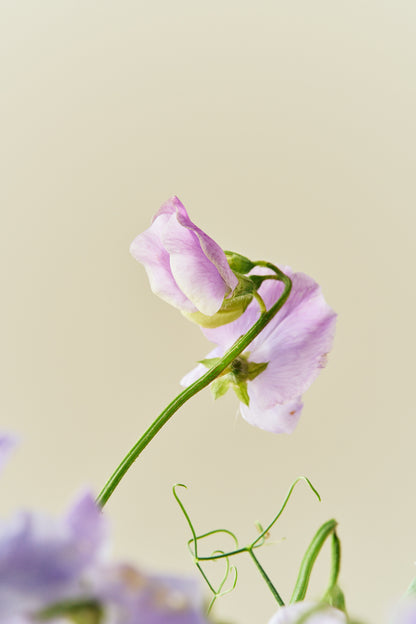 Ærteblomst 'Spring Sunshine Lilac' - frø - 1-årige sommerblomster - til din skærehave her vist på billede 4 fra Frk. Grønt